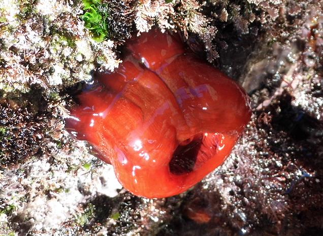 Actinia schmidti